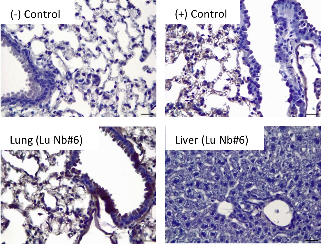 Lung-Targeting Nanobodies and Purification Methods